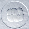Cod egg with 8 cells